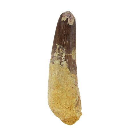 fossilicious