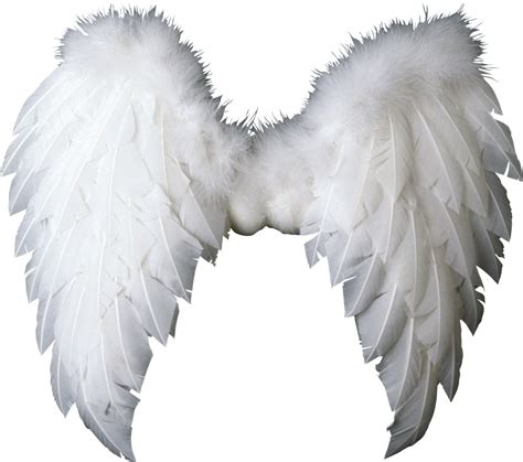 theinfowings